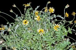 Image: P.B. Heenan © Landcare Research 2012 